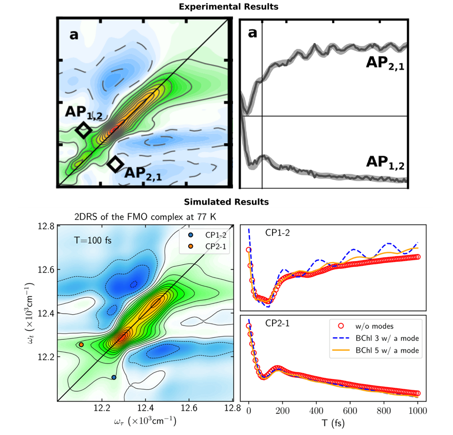 Experimental and simulated two-dimensional spectra